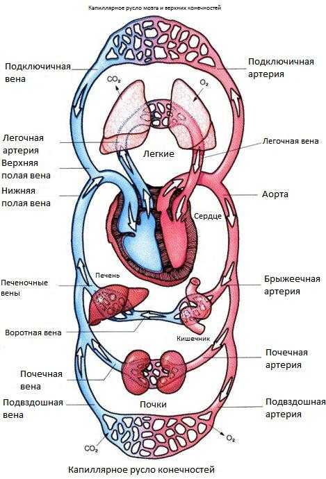 Контрольная работа: Особенности сосудистой системы легких. Малый круг кровообращения. Особенности венозной системы о